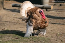 Bourbonpute (Meleagris gallopavo f. domestica) in Troisdorf-Altenrath