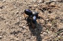 Trypocopris vernalis
