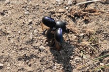 Frühlingsmistkäfer (Geotrupes vernalis) in der Wahner Heide