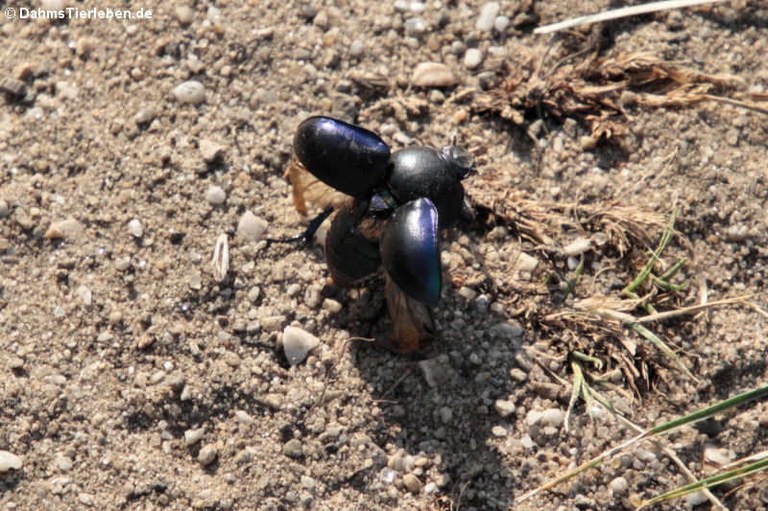 Geotrupes vernalis