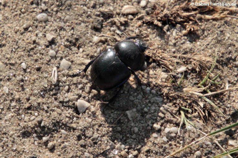 Trypocopris vernalis