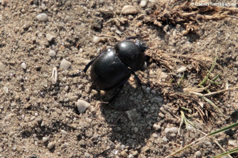 Geotrupes vernalis