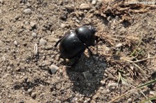 Frühlingsmistkäfer (Geotrupes vernalis) in der Wahner Heide