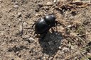 Trypocopris vernalis