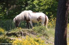 Islandpferd in der Wahner Heide