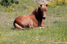 Islandpferd in der Wahner Heide