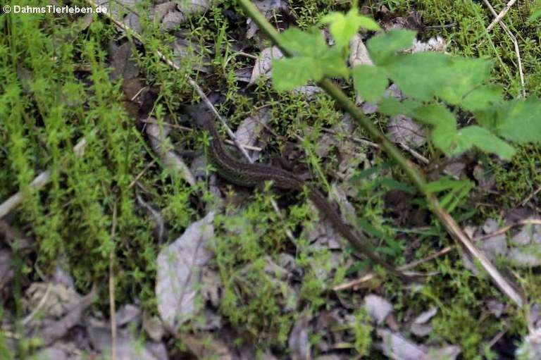 Lacerta agilis