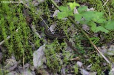 Zauneidechse (Lacerta agilis) in der Wahner Heide