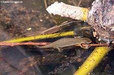 weiblicher Teichmolch (Lissotriton vulgaris) in der Wahner Heide