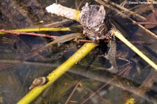 Teichmolche (Lissotriton vulgaris) in der Wahner Heide