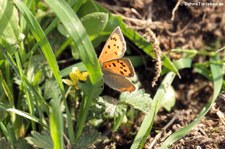 Kleiner Feuerfalter (Lycaena phlaeas) in der Wahner Heide, Köln