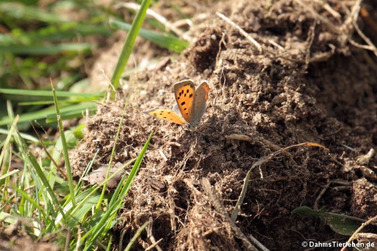 Lycaena phlaeas