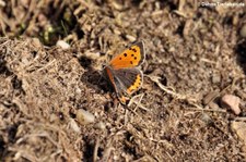 Kleiner Feuerfalter (Lycaena phlaeas) in der Wahner Heide, Köln