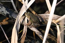 Teichfrosch (Pelophylax kl. esculentus) in der Wahner Heide