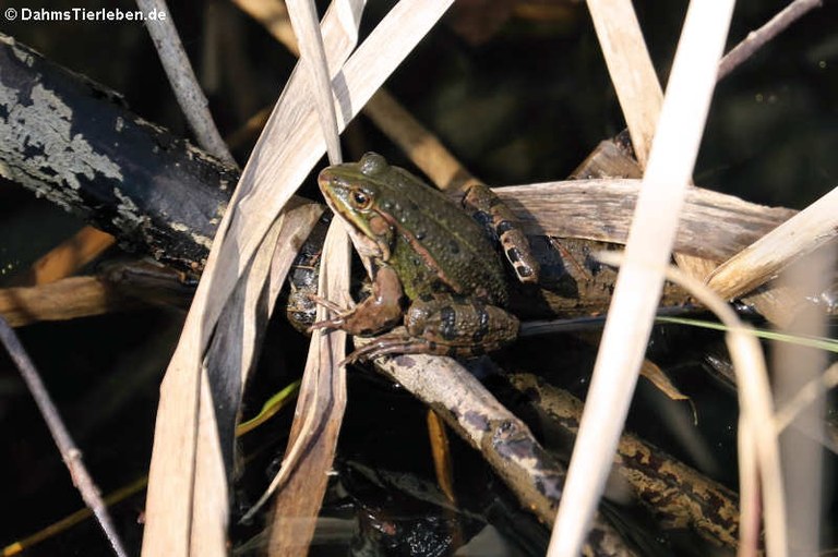 Pelophylax esculentus