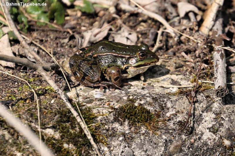 Teichfrosch Teichfrosch-6