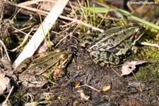 Teichfrösche (Pelophylax kl. esculentus) in der Wahner Heide