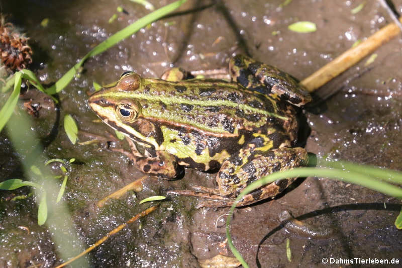 Teichfrosch Teichfrosch-7