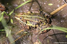 Teichfrosch (Pelophylax kl. esculentus) in der Wahner Heide