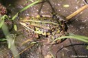 Pelophylax esculentus