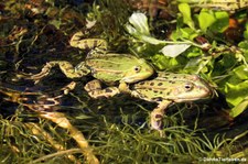 Teichfrösche (Pelophylax kl. esculentus) in der Wahner Heide