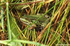 Teichfrosch (Pelophylax kl. esculentus) in der Wahner Heide