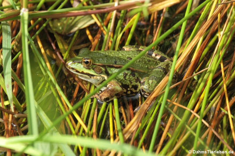 Pelophylax esculentus