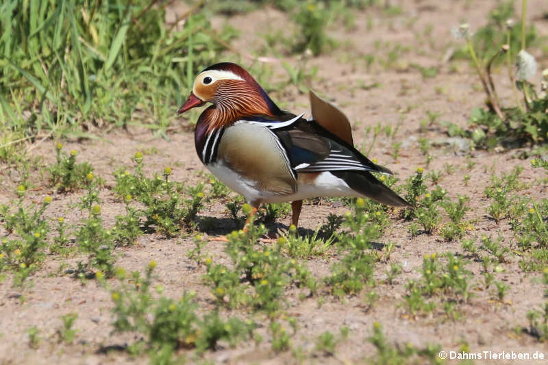 Aix galericulata