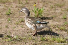 weibliche Mandarinente (Aix galericulata) auf dem alten Herseler Sportplatz