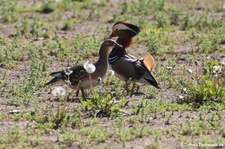 Mandarinenten (Aix galericulata) auf dem alten Herseler Sportplatz