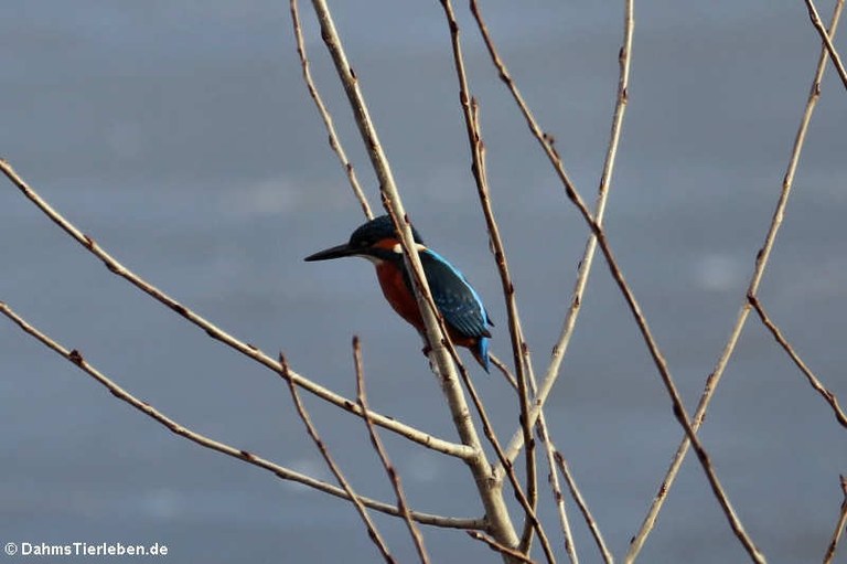 Alcedo atthis