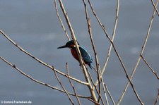 Eisvogel (Alcedo atthis) am Rhein in Wesseling