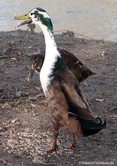 Anas platyrhynchos domestica
