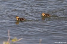 Junge Stockenten (Anas platyrhynchos platyrhynchos) am Rhein bei Widdig