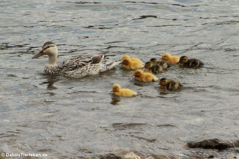 Anas platyrhynchos platyrhynchos-6