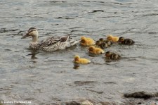 Stockente mit Jungvögeln (Anas platyrhynchos platyrhynchos) auf dem Rhein zwischen Graurheindorf und Bonn