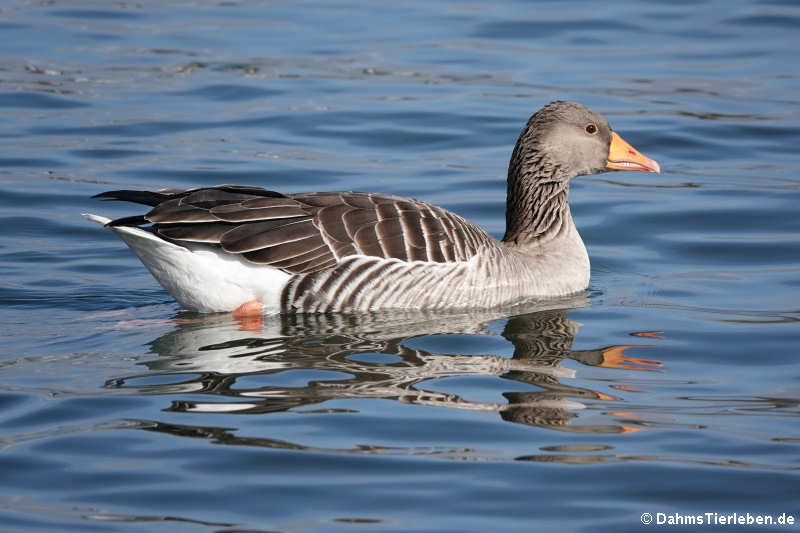 Anser anser-7