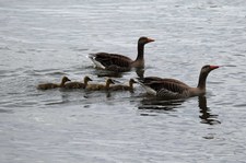 Graugänse (Anser anser) am Rhein bei Wesseling