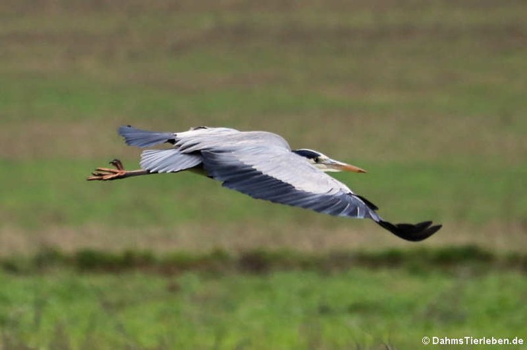 Ardea cinerea cinerea