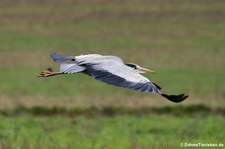 Graureiher (Ardea cinerea cinerea) in Graurheindorf