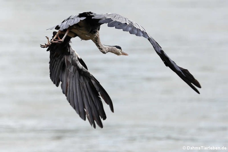 Ardea cinerea cinerea