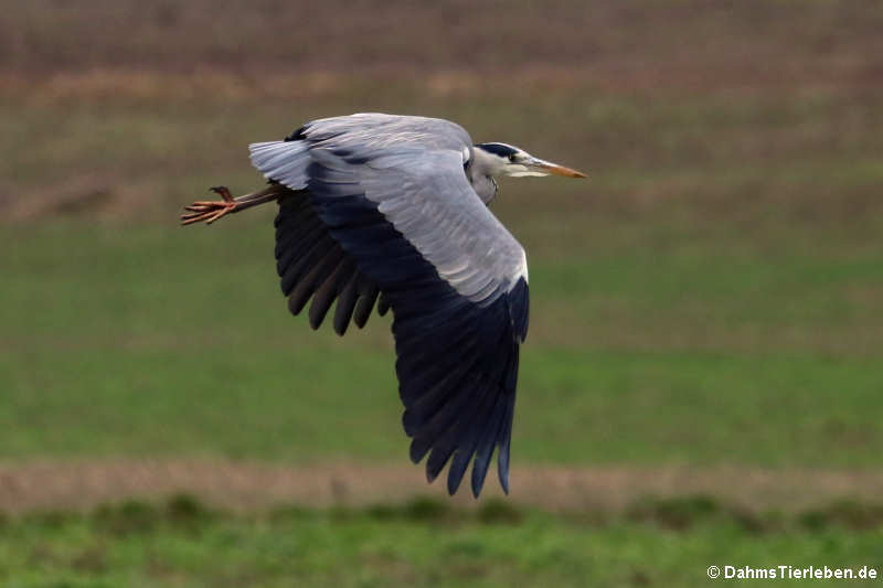 Ardea cinerea cinerea-1