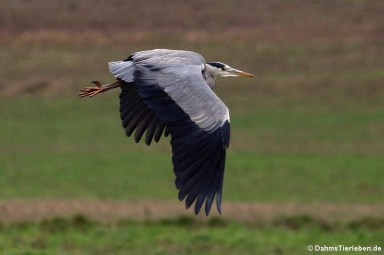 Ardea cinerea cinerea