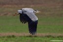 Ardea cinerea cinerea