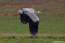 Graureiher (Ardea cinerea cinerea) in Graurheindorf