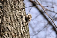 Gartenbaumläufer (Certhia brachydactyla megarhynchos) in Wesseling