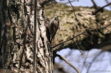 Gartenbaumläufer (Certhia brachydactyla megarhynchos) in Wesseling