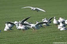 Lachmöwen (Chroicocephalus ridibundus) in Bornheim-Sechtem