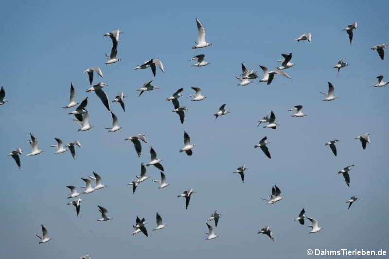 Chroicocephalus ridibundus-8