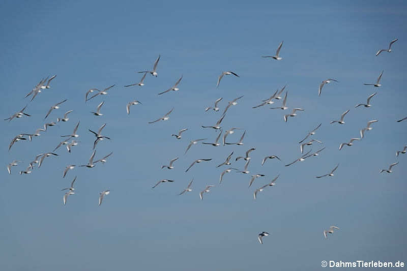 Chroicocephalus ridibundus-9